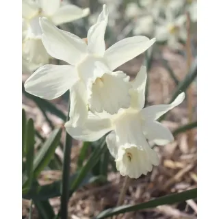 Compra NARCISOS SNOW BABY (100 Unid.). en la tienda online Fito Agrícola