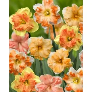 Compra NARCISOS SPLITCORONA MIX (100 Unid.). en la tienda online Fito Agrícola