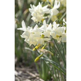 Compra NARCISOS STARLIGHT SENSATION (100 Unid.). en la tienda online Fito Agrícola