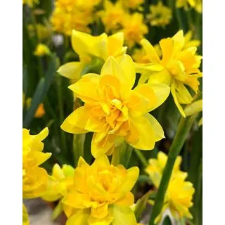 Compra NARCISOS TETE BOUCLE (100 Unid.). en la tienda online Fito Agrícola