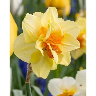 Compra NARCISOS TAHITI (100 Unid.). en la tienda online Fito Agrícola