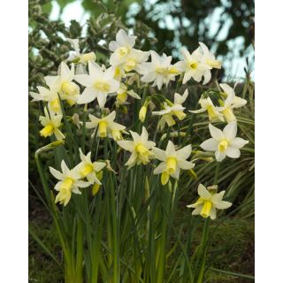 Compra NARCISOS TOTO (100 Unid.). en la tienda online Fito Agrícola