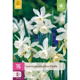 Compra NARCISOS TRIANDRUS THALIA XXL en la tienda online Fito Agrícola