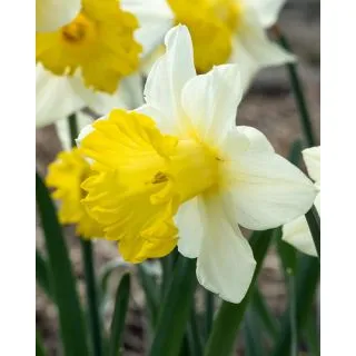 Compra NARCISOS VICTORIA (100 Unid.). en la tienda online Fito Agrícola