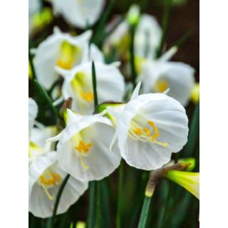 Compra NARCISOS WHITE PETTICOAT (100 Unid.). en la tienda online Fito Agrícola
