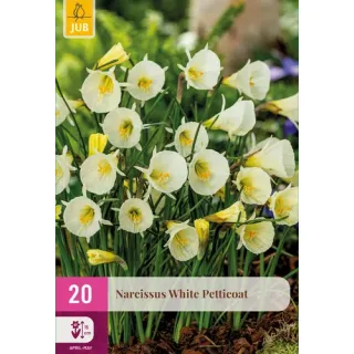 Compra NARCISOS WHITE PETTICOAT XXL en la tienda online Fito Agrícola