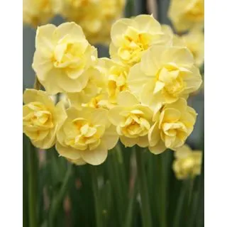 Compra NARCISOS YELLOW CHEERFULNESS (100 Unid.). en la tienda online Fito Agrícola