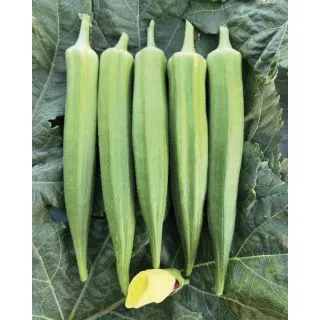 Compra OKRA KAMINI F1 (500 Semillas) en la tienda online Fito Agrícola
