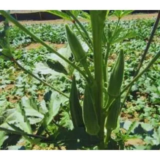 Compra OKRA UG 2306 F1 (1.000 Semillas) en la tienda online Fito Agrícola
