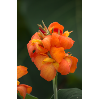 Compra CANNA CANNOVA ORANGE SHADES HV (240 Plantas). en la tienda online Fito Agrícola