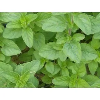 Compra OREGANO ECOLÓGICO ME11 en la tienda online Fito Agrícola