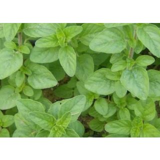 Compra ORÉGANO WILD (144 Plantas) en la tienda online Fito Agrícola
