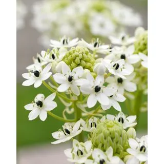 Compra ORNITHOGALUM SAUNDERSIAE (25 Unid.). en la tienda online Fito Agrícola