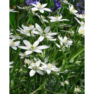 Compra ORNITHOGALUM UMBELLATUM (100 Unid.). en la tienda online Fito Agrícola