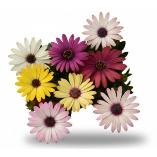 Compra OSTEOSPERMUM AKILA GRAND CANYON MIX (240 Plantas). en la tienda online Fito Agrícola