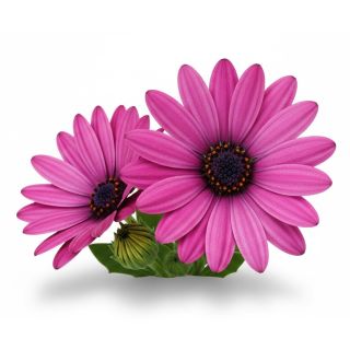 Compra OSTEOSPERMUM CAPE DAISY ZANZIBAR PINK (125 Plantas). en la tienda online Fito Agrícola