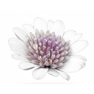 Compra OSTEOSPERMUM DALINA DOUBLE PEDRO (126 Plantas). en la tienda online Fito Agrícola