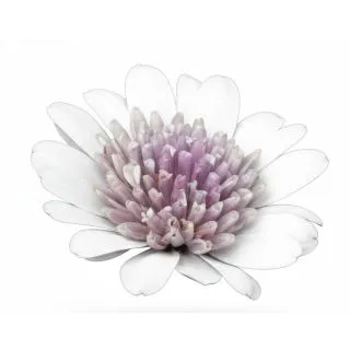 Compra OSTEOSPERMUM DALINA DOUBLE PEDRO (126 Plantas). en la tienda online Fito Agrícola