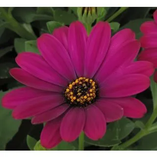Compra OSTEOSPERMUM DALINA ELENA (126 Plantas). en la tienda online Fito Agrícola