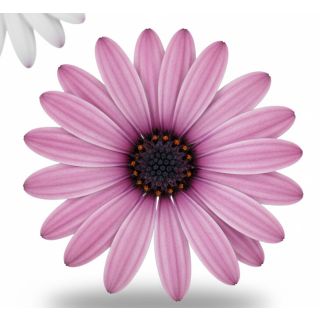 Compra OSTEOSPERMUM DALINA ENYA (126 Plantas). en la tienda online Fito Agrícola