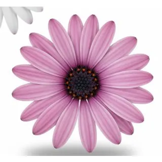 Compra OSTEOSPERMUM DALINA ENYA (126 Plantas). en la tienda online Fito Agrícola
