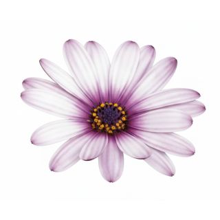 Compra OSTEOSPERMUM DALINA FELICITY (126 Plantas). en la tienda online Fito Agrícola