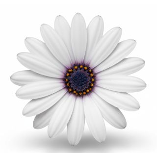 Compra OSTEOSPERMUM DALINA INEZ (126 Plantas). en la tienda online Fito Agrícola