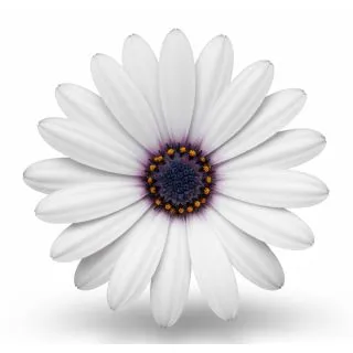 Compra OSTEOSPERMUM DALINA INEZ (126 Plantas). en la tienda online Fito Agrícola