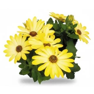 Compra OSTEOSPERMUM DALINA LEONA (125 Plantas). en la tienda online Fito Agrícola