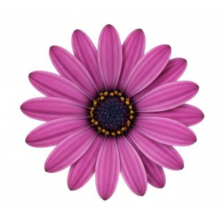 Compra OSTEOSPERMUM DALINA MAYA (126 Plantas). en la tienda online Fito Agrícola