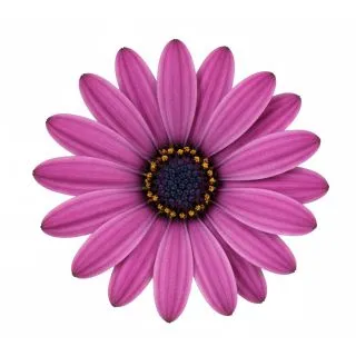 Compra OSTEOSPERMUM DALINA MAYA (126 Plantas). en la tienda online Fito Agrícola