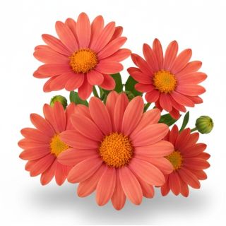 Compra OSTEOSPERMUM DALINA RUBINA (126 Plantas). en la tienda online Fito Agrícola