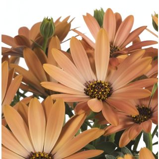 Compra OSTEOSPERMUM DALINA TOSCA (125 Plantas). en la tienda online Fito Agrícola