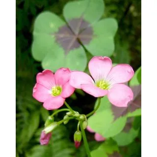 Compra OXALIS DEPPEI IRON CROSS (100 Unid.). en la tienda online Fito Agrícola