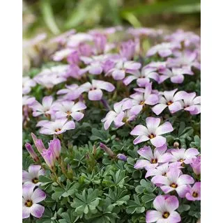 Compra OXALIS ADENOPHYLLA (100 Unid.). en la tienda online Fito Agrícola