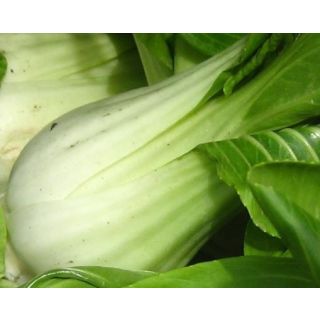 Compra PAK CHOI MS12 en la tienda online Fito Agrícola