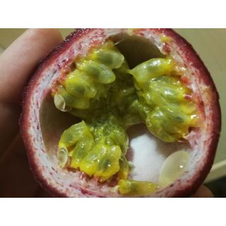 Compra MARACUYÁ MORADA "FLAME RUBÍ" en la tienda online Fito Agrícola