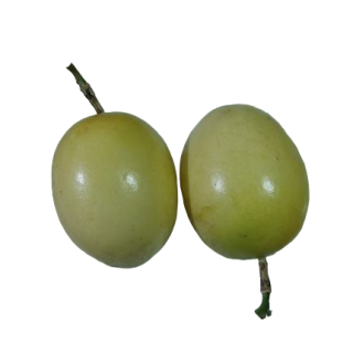 Compra MARACUYÁ AMARILLA "FLAVICARPA" en la tienda online Fito Agrícola