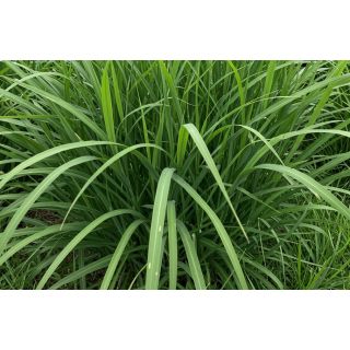 Compra PANICUM MAXIMUM (25 Kgr.). en la tienda online Fito Agrícola