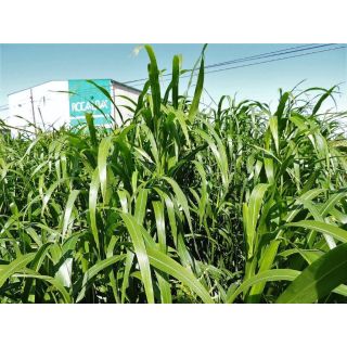 Compra PASTO DEL SUDAN BELLE (25 Kgr.) en la tienda online Fito Agrícola