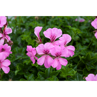 Compra PELARGONIUM REACH OUT PINK Peliculada (1000 Semillas). en la tienda online Fito Agrícola