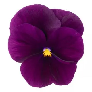 Compra VIOLA CORNUTA PENNY VIOLET (240 Plantas). en la tienda online Fito Agrícola
