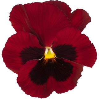 Compra PENSAMIENTO PREMIER CARMIN ROSE WITH BLOCK (240 Plantas). en la tienda online Fito Agrícola