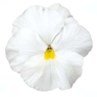 Compra PENSAMIENTO PREMIER CLEAR WHITE (240 Plantas). en la tienda online Fito Agrícola