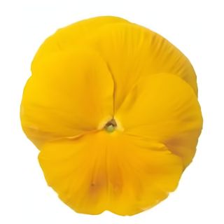 Compra PENSAMIENTO PREMIER CLEAR YELLOW (240 Plantas). en la tienda online Fito Agrícola
