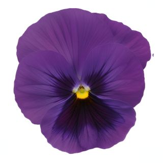 Compra PENSAMIENTO PREMIER DEEP BLUE WITH BLOTCH (240 Plantas). en la tienda online Fito Agrícola