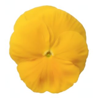 Compra PENSAMIENTO PREMIER GOLDEN (240 Plantas). en la tienda online Fito Agrícola