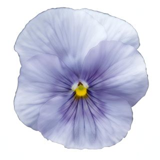 Compra PENSAMIENTO PREMIER LIGTH BLUE (240 Plantas). en la tienda online Fito Agrícola