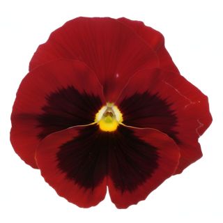 Compra PENSAMIENTO PREMIER RED WITH BLOTCH (240 Plantas). en la tienda online Fito Agrícola