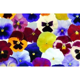 Compra PENSAMIENTOS MATRIX MEZCLA PLANTEL DESARROLLADO (28 Plantas) en la tienda online Fito Agrícola